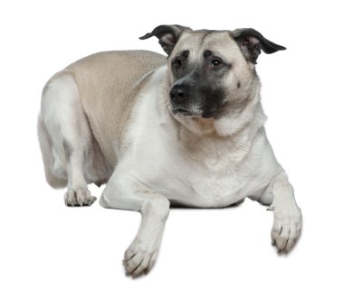 Anatolian shepherd dog, 5 years old, in front of white background clipart