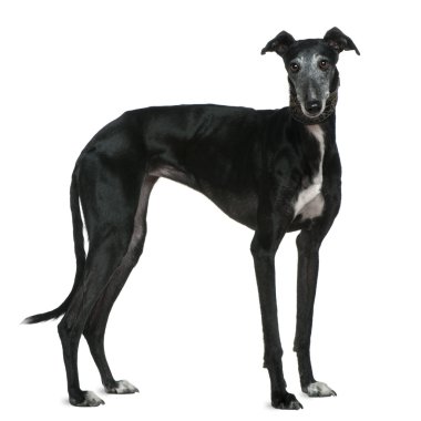 Galgo Espanol dog, 5 years old, standing in front of white background clipart