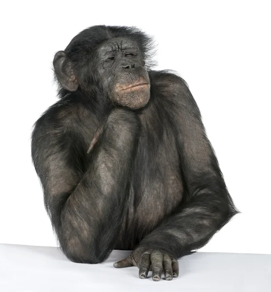 Monkey at a table — Stock Photo, Image