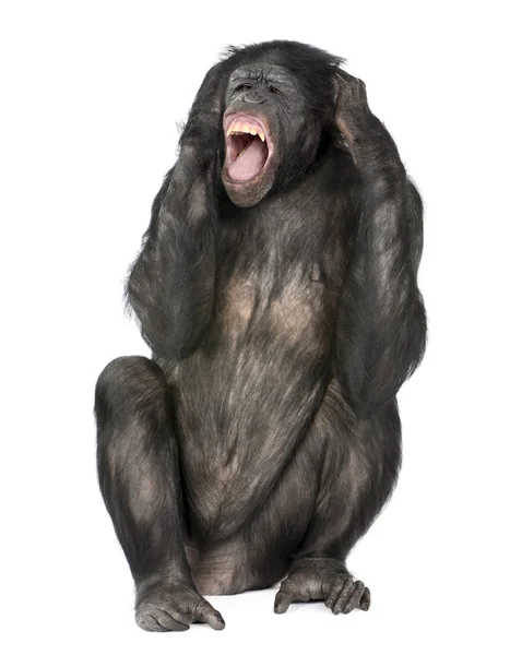 Τρελός πίθηκος ουρλιάζοντας — Φωτογραφία Αρχείου