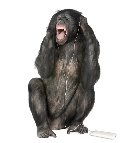 Mixed breed between Chimpanzee and Bonobo listening to music, 20 years old, in front of white background, studio shot — Stock Photo, Image