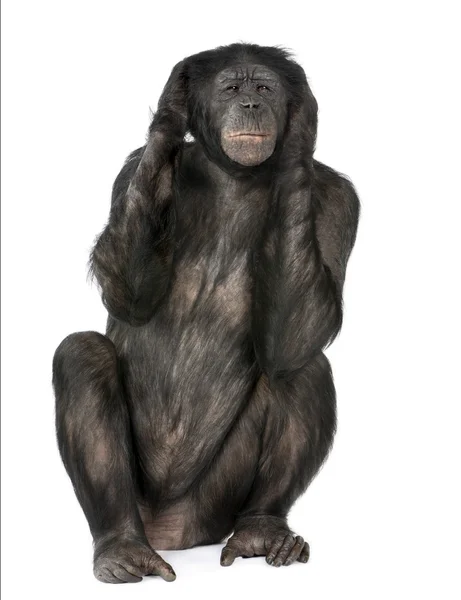 Hear no Evil monkey — Stock Photo, Image