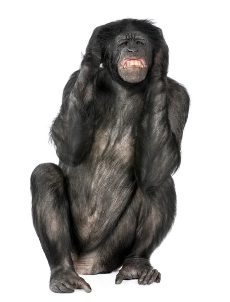Macaco louco gritando — Fotografia de Stock