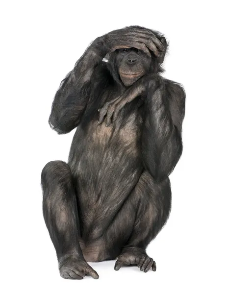 Portrait of chimpanzee with hand on head sitting in front of whi — Stock Photo, Image