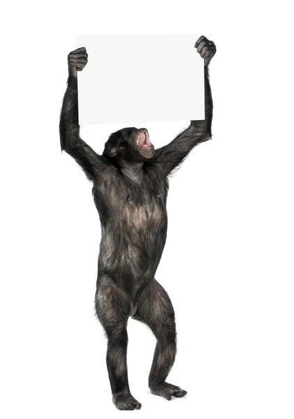 Protest małpa — Zdjęcie stockowe