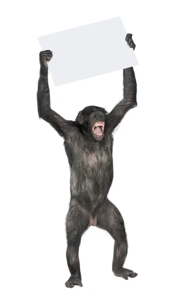 항의 하는 원숭이 — 스톡 사진