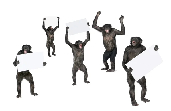 Протестующая обезьяна — стоковое фото