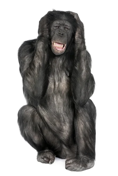 Смешанная порода шимпанзе и бонобо — стоковое фото