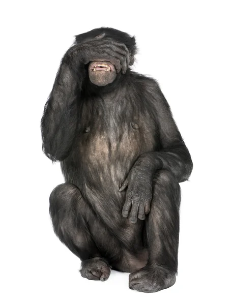 Δείτε κανένα κακό μαϊμού — Φωτογραφία Αρχείου