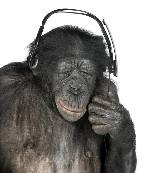 stock image Monkey listening music closed eyes