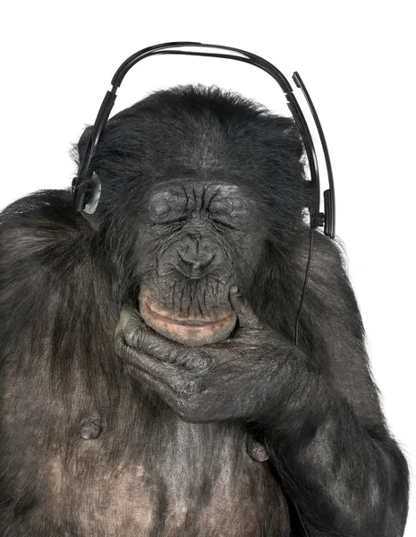 Macaco ouvindo música olhos fechados — Fotografia de Stock