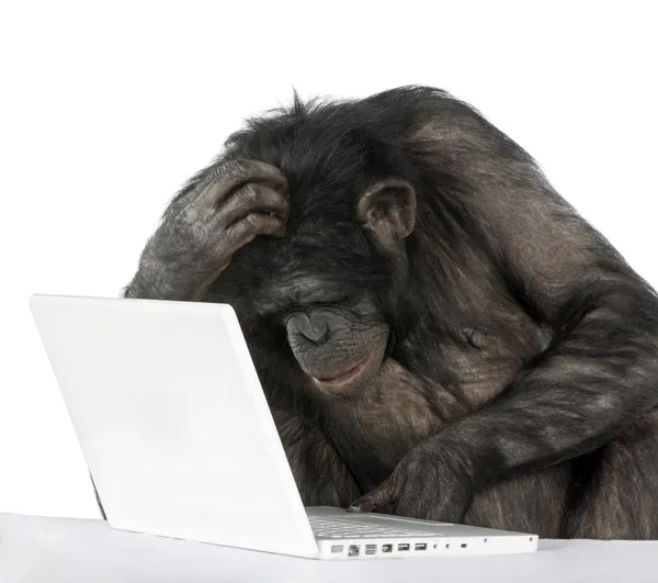 Шимпанзе играет с ноутбуком — стоковое фото