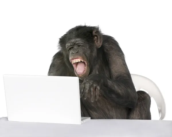 Portret van chimpansee spelen met een laptop, studio opname — Stockfoto