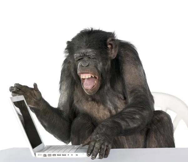 Πορτρέτο του χιμπατζή, παίζοντας με ένα φορητό υπολογιστή, studio που γυρίστηκε — Φωτογραφία Αρχείου