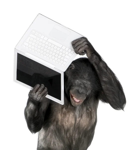 Monkey grając z laptopa — Zdjęcie stockowe