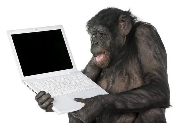 Bir boş bilgisayar ekranına bakarak maymun — Stok fotoğraf