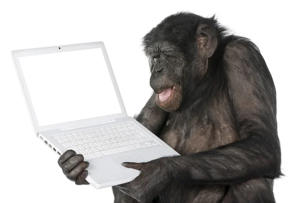 Macaco olhando para uma tela de computador vazia — Fotografia de Stock