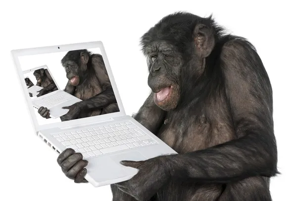 Macaco olhando em uma tela do computador — Fotografia de Stock