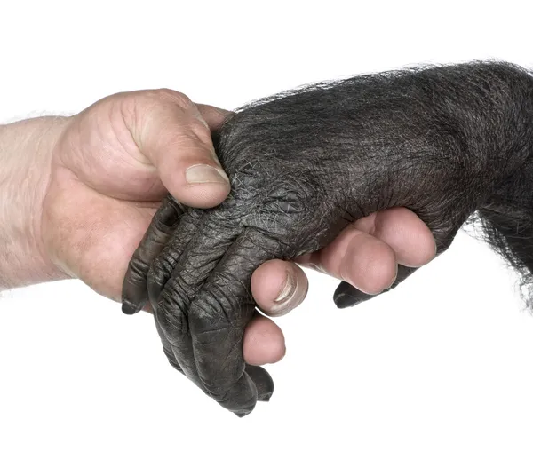 Humano e macaco juntando as mãos — Fotografia de Stock