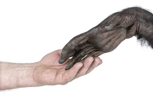 Apretón de manos entre mano humana y mano de mono —  Fotos de Stock