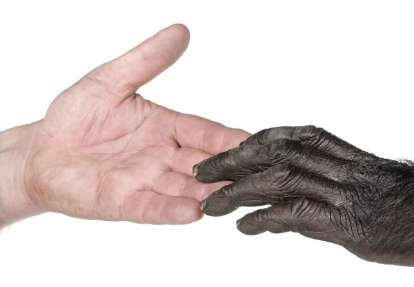 Humano y mono uniendo las manos — Foto de Stock