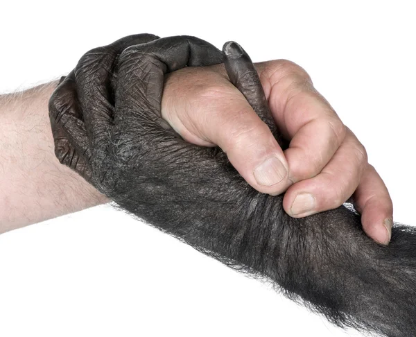 Рукопожатие между человеческой рукой и обезьяньей рукой — стоковое фото