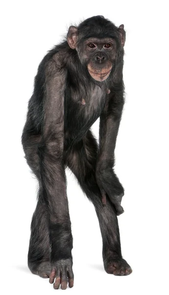 チンパンジーとボノボの間雑種猿 — ストック写真