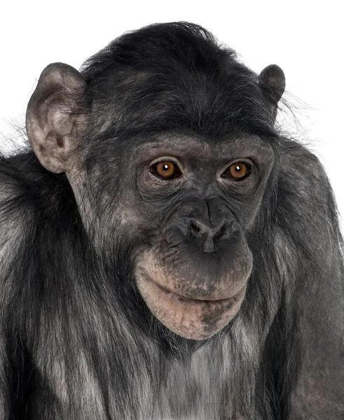 黑猩猩和倭黑猩猩之间的混合养殖猴子 — 图库照片