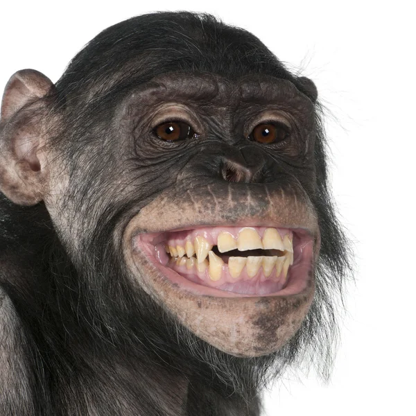 黑猩猩和倭黑猩猩之间的混合养殖猴子 — 图库照片