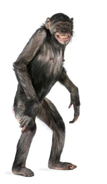 Gemengd-ras tussen chimpansees en bonobo — Stockfoto