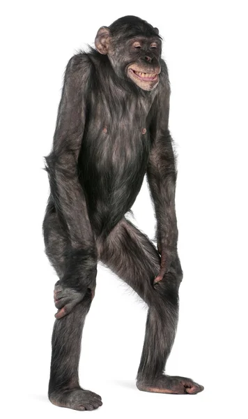 Gemengd-ras aap tussen chimpansees en bonobo — Stockfoto
