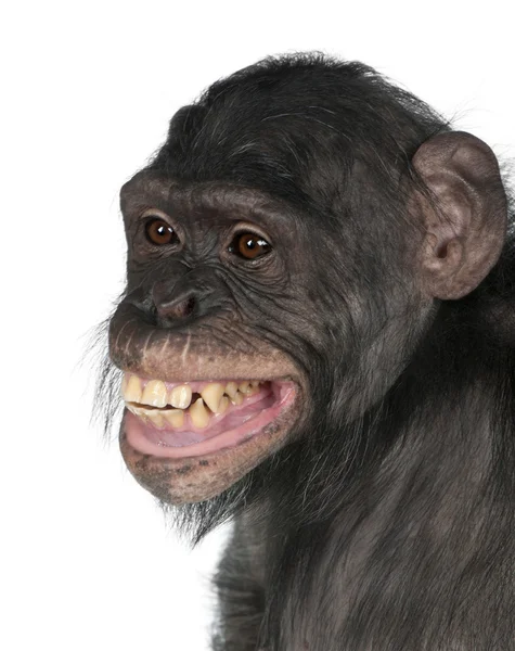 Vegyes fajta monkey csimpánz és a bonobó között — Stock Fotó