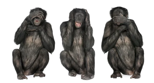 Tři moudré opice: šimpanze - Simia troglodytes (20 roků ol — Stock fotografie