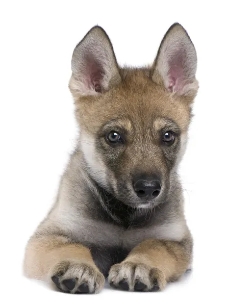 Jonge Europese wolf - canis lupus lupus — Stockfoto