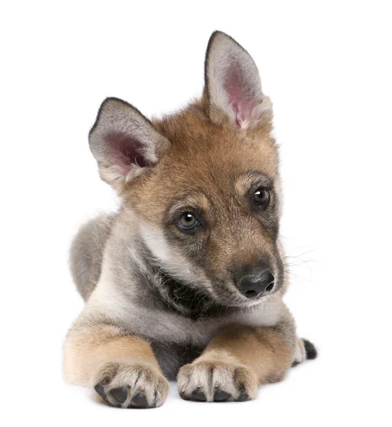 Jonge Europese wolf - canis lupus lupus — Stockfoto