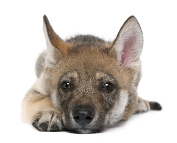 Mladý Evropský vlk - canis lupus lupus — Stock fotografie
