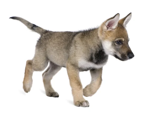 Unga europeiska wolf kör - canis lupus lupus — Stockfoto