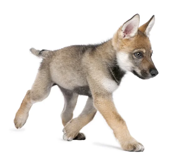 Junger Europäischer Wolf läuft - canis lupus lupus — Stockfoto