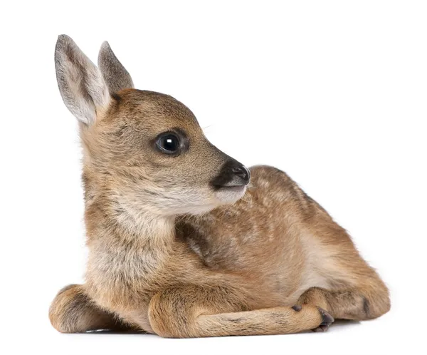 Roe deer Fawn - Capreolus capreolus (15 days old) ) — стоковое фото