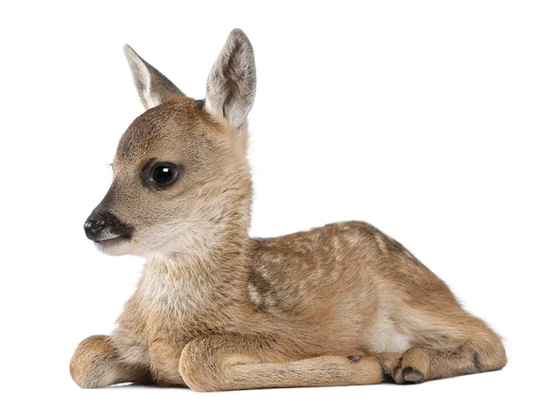 Roe deer Fawn lying down - Capreolus capreolus (15 days old) — Stock Photo, Image