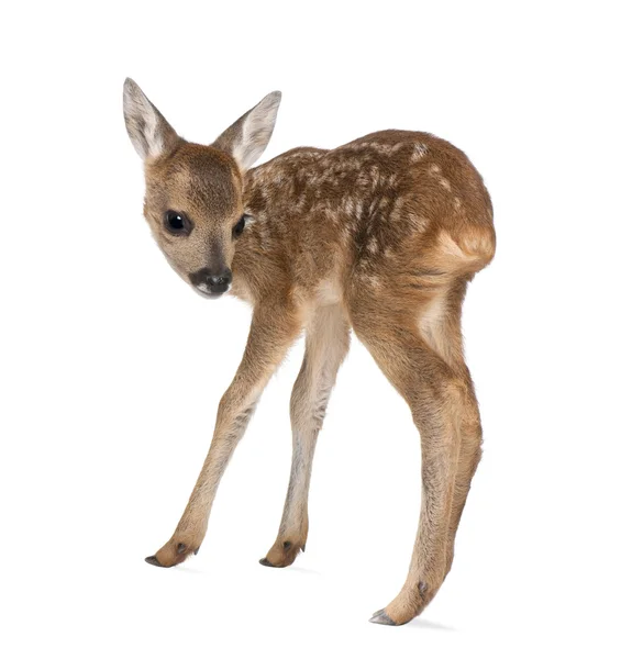 Side view of Roe Deer Fawn, Capreolus capreolus, 15 days old, standing against white background, studio shot — Stock Photo, Image