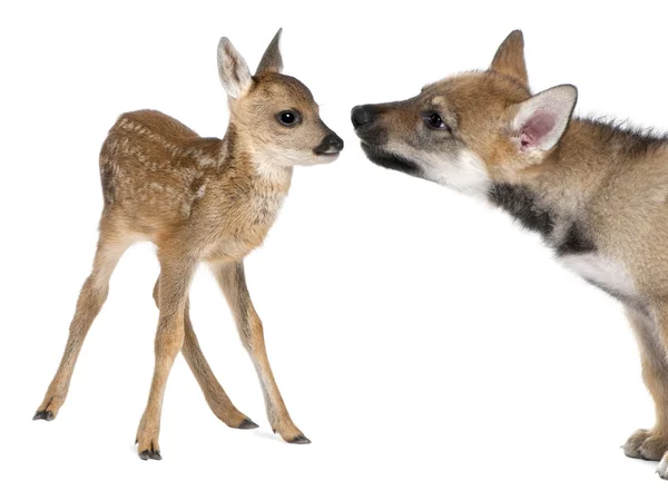 獐鹿小鹿和欧亚狼之间的相互作用 — 图库照片