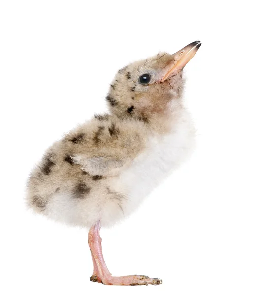 Common Tern chick - Мбаппе hirundo (7 days old) ) — стоковое фото