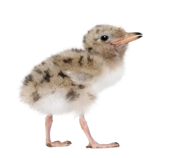 Gemeenschappelijke Tern chick - Sterna hirundo (7 dagen oud) — Stockfoto