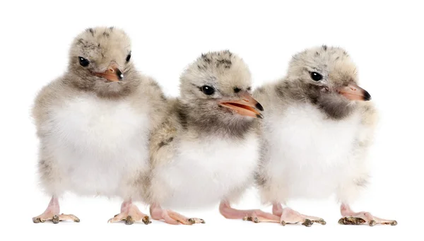 Skupina tří Rybák Chick v řadě - Sterna hirundo (7 da — Stock fotografie