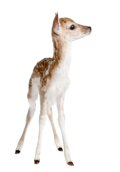 Fallow Deer Fawn - Dama dama (5 dias de idade ) — Fotografia de Stock