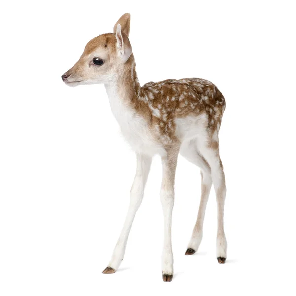 Vista lateral de Fallow Deer Fawn, Dama dama, 5 dias de idade, em pé contra fundo branco, tiro estúdio — Fotografia de Stock
