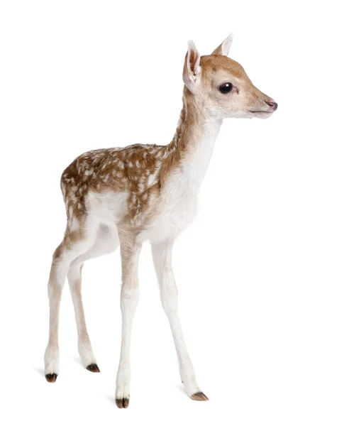 Vista lateral de Fallow Deer Fawn, Dama dama, 5 días de edad, de pie sobre fondo blanco, plano de estudio — Foto de Stock
