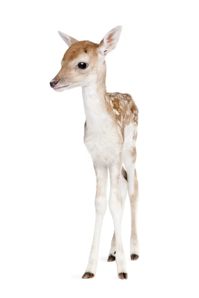 Fallow Deer Fawn, Dama dama, 5 giorni, in piedi su sfondo bianco, ripresa in studio — Foto Stock