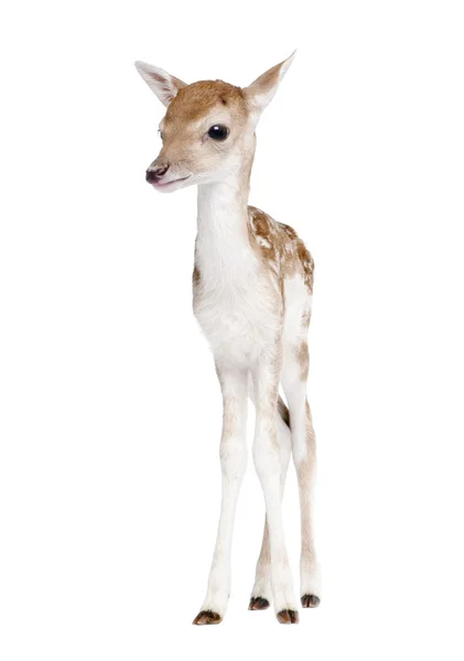Fallow Deer Fawn, Dama dama, 5 giorni, in piedi su sfondo bianco, ripresa in studio — Foto Stock